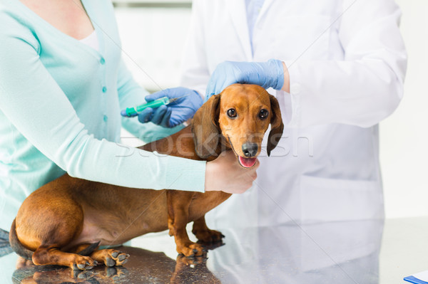 Foto stock: Veterinario · vacuna · perro · clínica