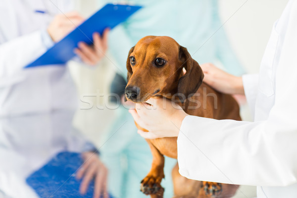 close up of vet with dachshund dog at clinic Stock photo © dolgachov