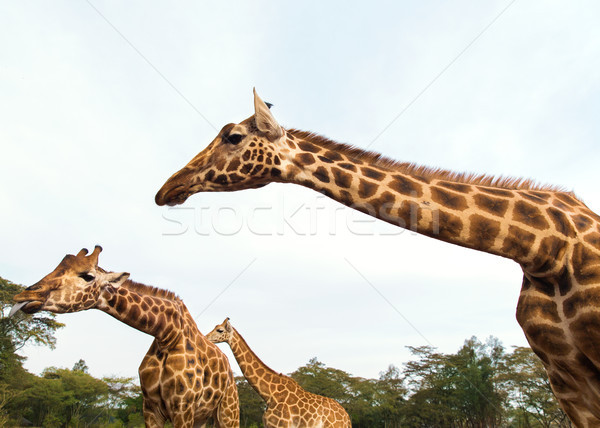 Girafas reserva parque África animal natureza Foto stock © dolgachov
