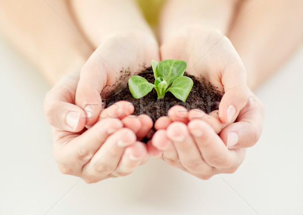 close up of child and parent hands holding sprout Stock photo © dolgachov