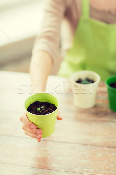 Stock photo: close up of woman hand holding pot with sprout