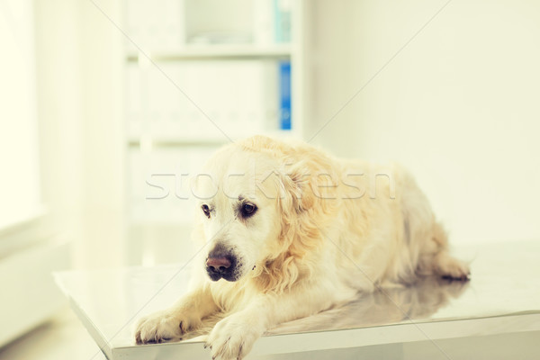 Golden retriever psa weterynarz kliniki muzyka Zdjęcia stock © dolgachov