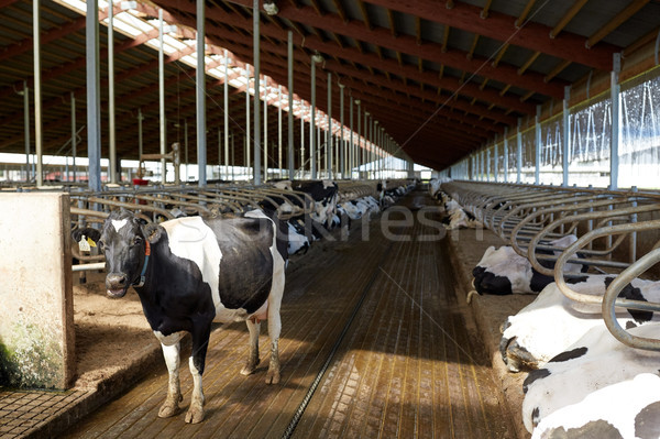 herd of cows in cowshed stable on dairy farm Stock photo © dolgachov
