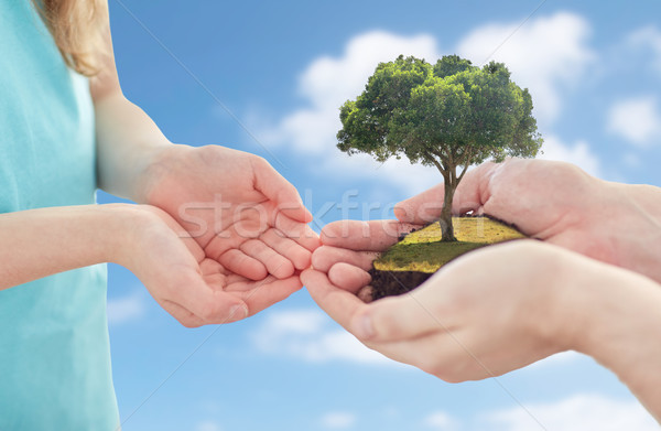 Közelkép apa lány kezek tölgyfa föld napja Stock fotó © dolgachov