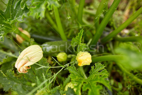 squashes at summer garden bed Stock photo © dolgachov