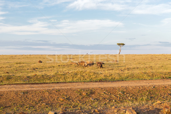 clan of hyenas in savannah at africa Stock photo © dolgachov