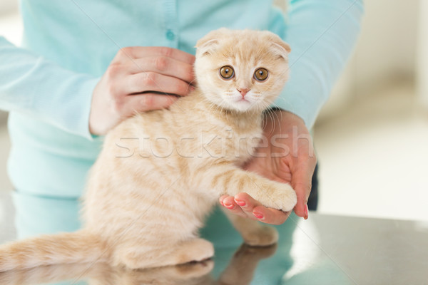 close up of scottish fold kitten and woman Stock photo © dolgachov