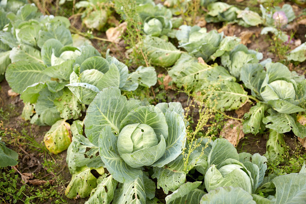 cabbage growing on summer garden bed at farm Stock photo © dolgachov