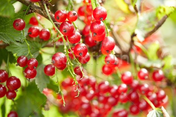 red currant bush at summer garden branch Stock photo © dolgachov