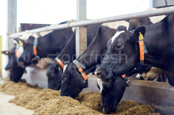 Foto stock: Rebanho · vacas · alimentação · feno · laticínio · fazenda