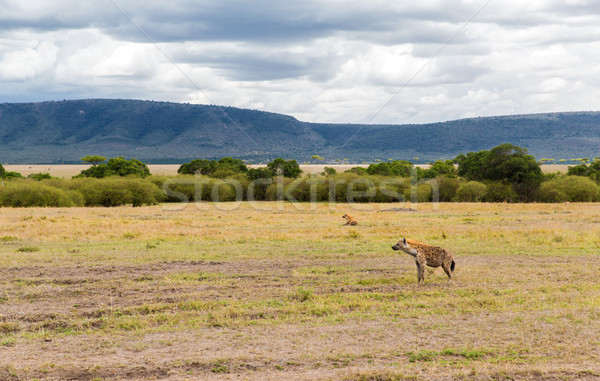 Clã savana África animal natureza animais selvagens Foto stock © dolgachov