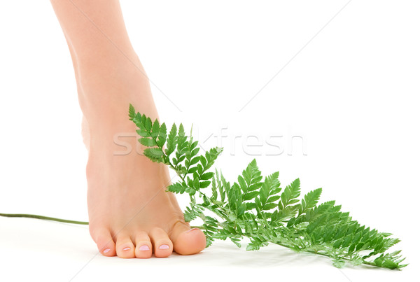 female foot with green fern leaf Stock photo © dolgachov