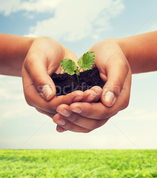 woman hands holding plant in soil Stock photo © dolgachov