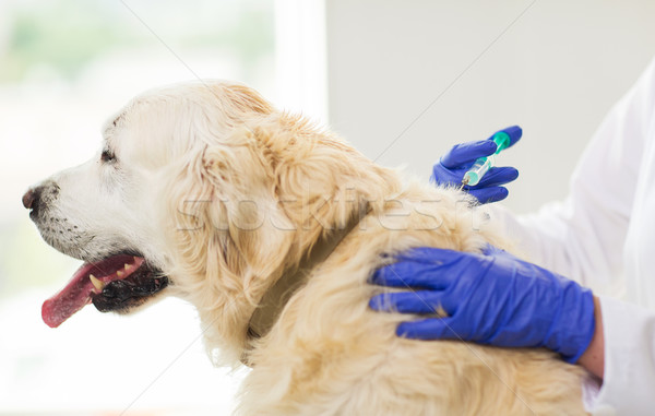 Veterinário vacina cão clínica Foto stock © dolgachov