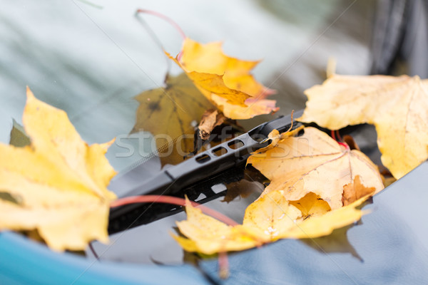 Stock photo: close up of car wiper with autumn leaves