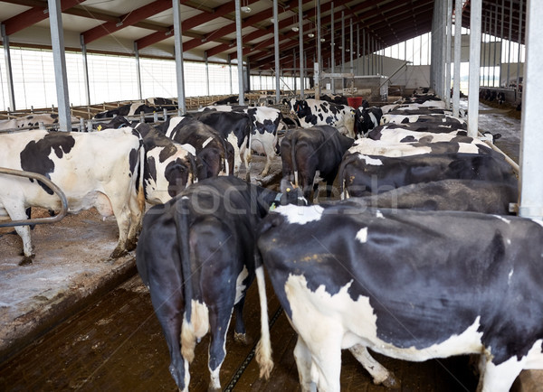 herd of cows in cowshed stable on dairy farm Stock photo © dolgachov