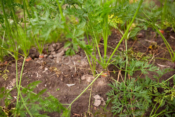 carrots growing on summer garden bed Stock photo © dolgachov