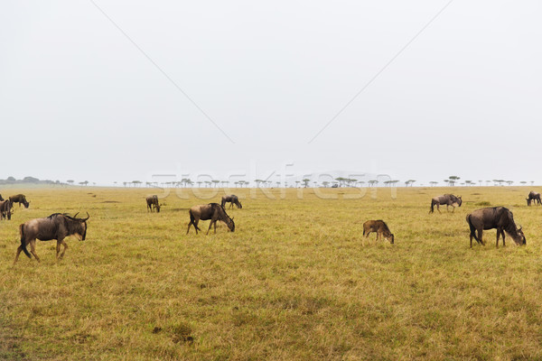 wildebeests grazing in savannah at africa Stock photo © dolgachov