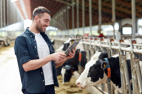 young man with tablet pc and cows on dairy farm Stock photo © dolgachov