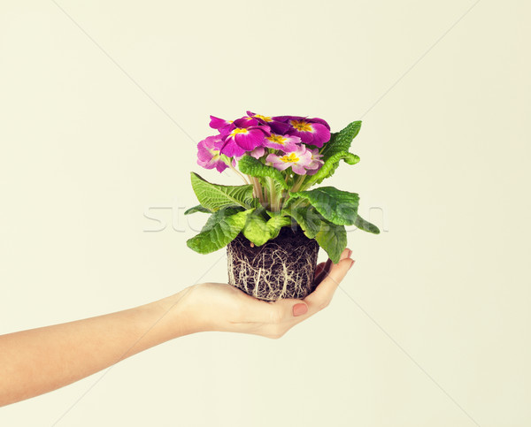 Mãos flor solo primavera Foto stock © dolgachov