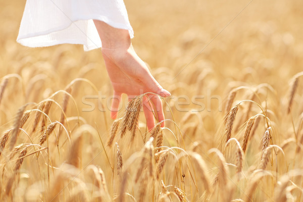 close up of woman hand in cereal field Stock photo © dolgachov