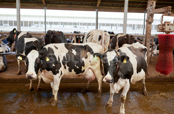 herd of cows washing on dairy farm Stock photo © dolgachov
