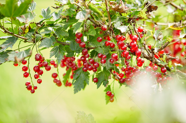 Foto stock: Rojo · grosella · Bush · verano · jardín · rama