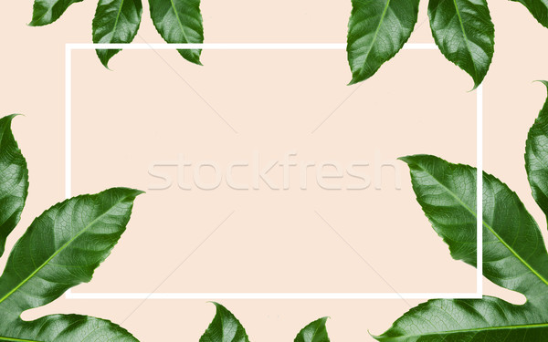 Groene bladeren rechthoekig frame beige natuur organisch Stockfoto © dolgachov