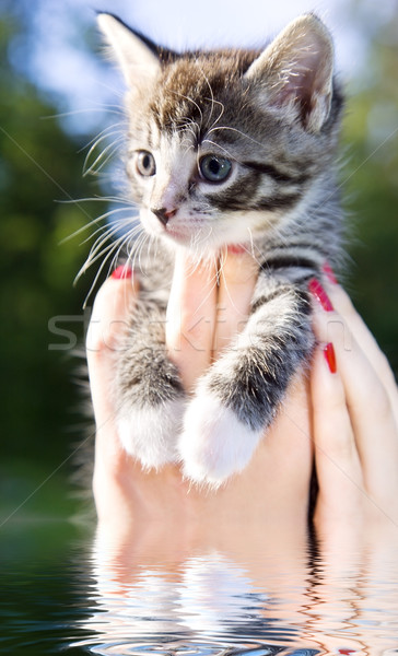 小 一 女 手 貓咪 商業照片 © dolgachov