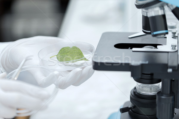 close up of hand with microscope and green leaf Stock photo © dolgachov