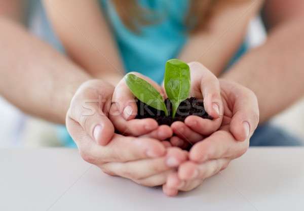 close up of father and girl hands holding sprout Stock photo © dolgachov