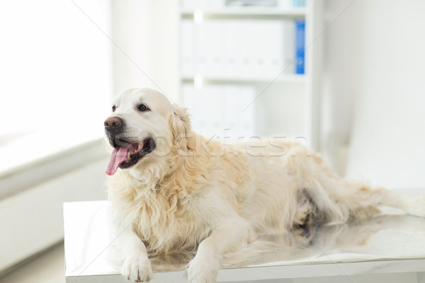 Stock photo: close up of golden retriever dog at vet clinic