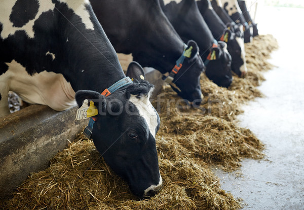 herd of cows eating hay in cowshed on dairy farm Stock photo © dolgachov