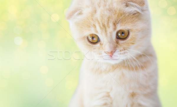 Stockfoto: Kitten · huisdieren · dieren · katten · groene