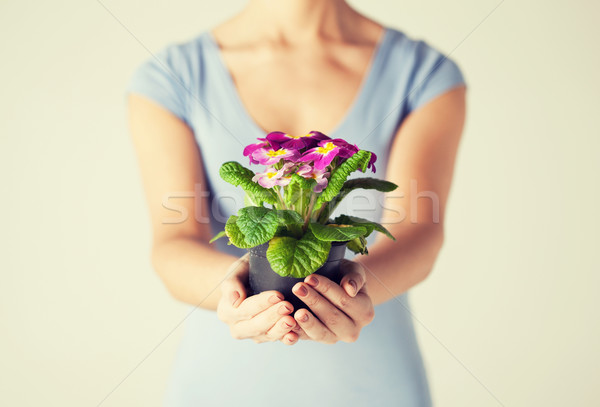 woman's hands holding flower in pot Stock photo © dolgachov