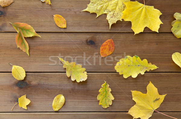 set of many different fallen autumn leaves Stock photo © dolgachov