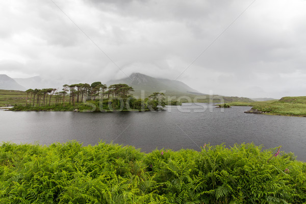 view to island in lake or river at ireland Stock photo © dolgachov