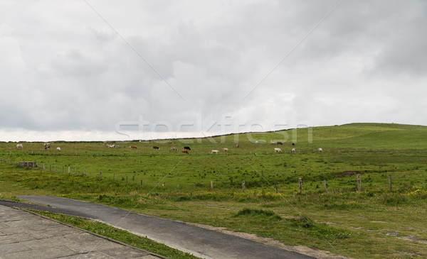 cows grazing on farmland field in ireland Stock photo © dolgachov