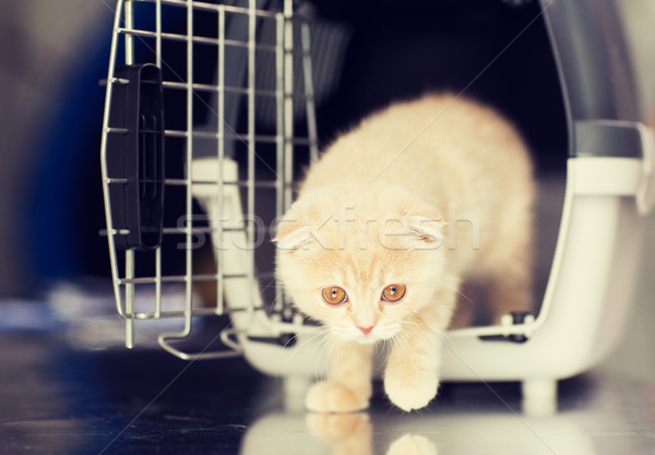 close up of scottish fold kitten in cat carrier  Stock photo © dolgachov