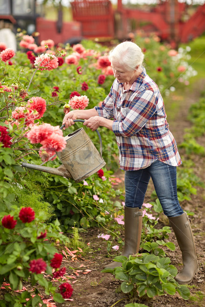 старший женщину цветы лет саду Сток-фото © dolgachov