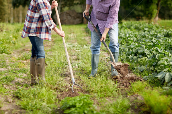 Foto stock: Casal · de · idosos · jardim · fazenda · jardinagem · agricultura