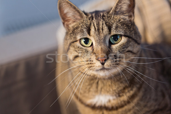 portrait of tabby cat at home Stock photo © dolgachov