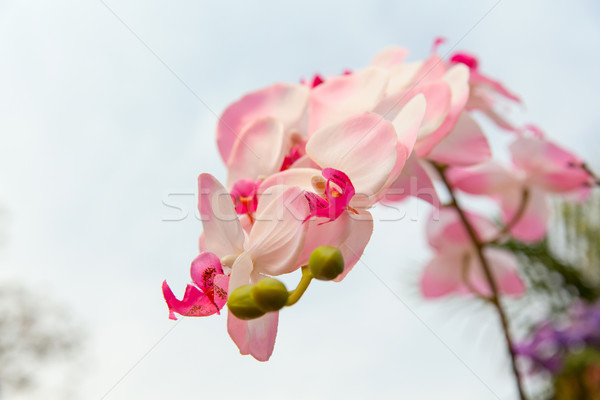 Schönen Orchidee Blumen Gartenarbeit botanik flora Stock foto © dolgachov