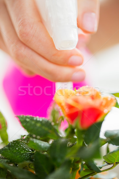 close up of woman hand spraying rose flower Stock photo © dolgachov