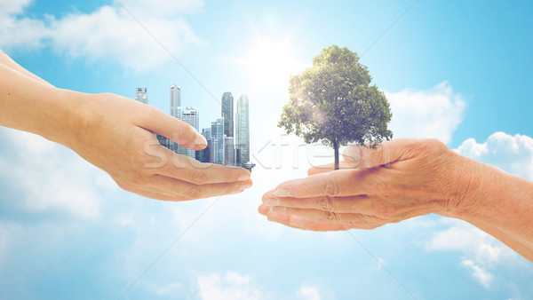 hands holding green oak tree and city buildings Stock photo © dolgachov