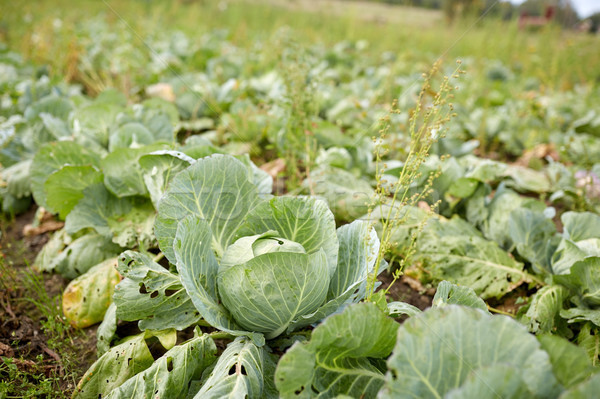 cabbage growing on summer garden bed at farm Stock photo © dolgachov