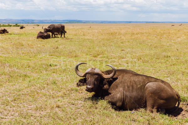 buffalo bulls grazing in savannah at africa Stock photo © dolgachov