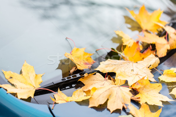 close up of car wiper with autumn leaves Stock photo © dolgachov