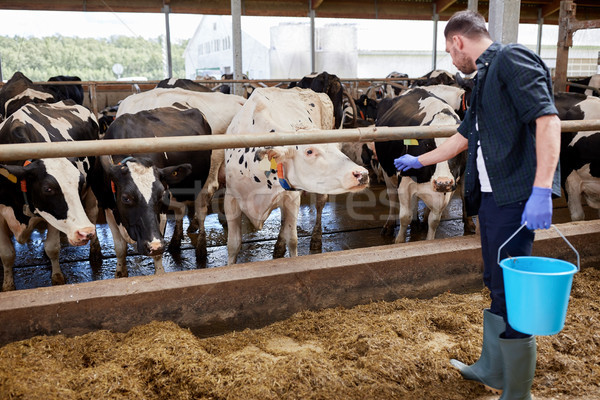 Stock photo: man with cows and bucket in cowshed on dairy farm