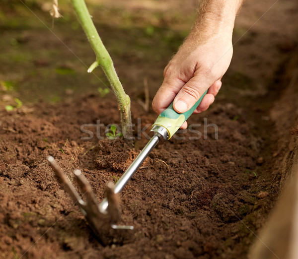 Supérieurs homme houe désherbage jardin lit [[stock_photo]] © dolgachov
